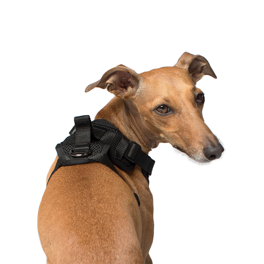 Canada Pooch Everything Dog Harness Large Black Pets