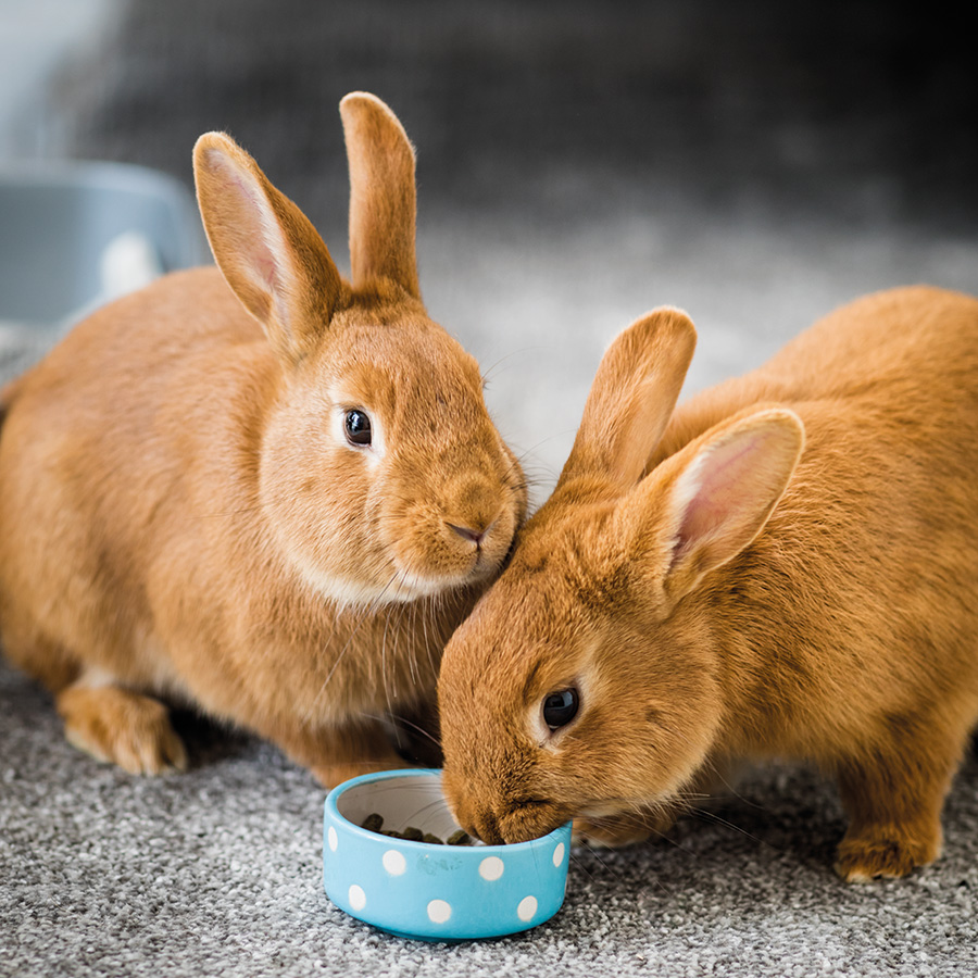 Burgess Excel Indoor Rabbit Nuggets Pets