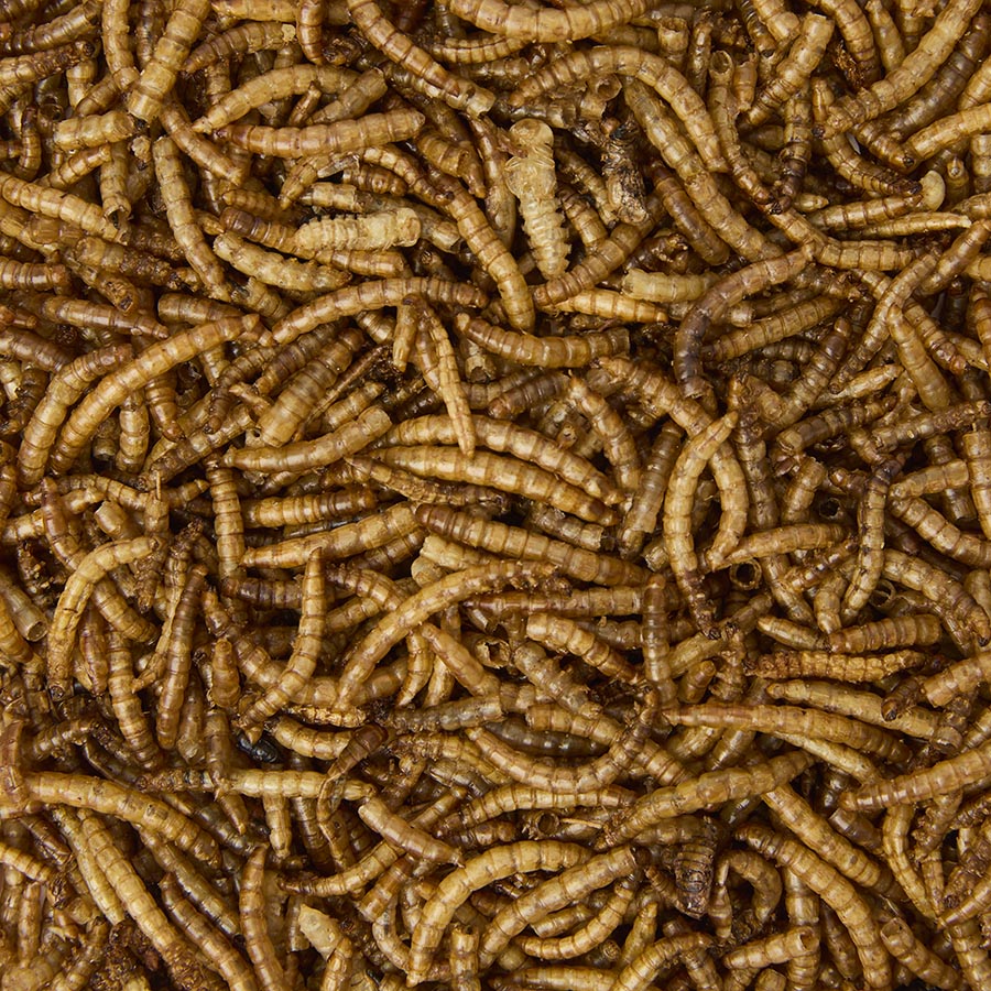 Woodlands Small Animal Meal Worm Treats Pets