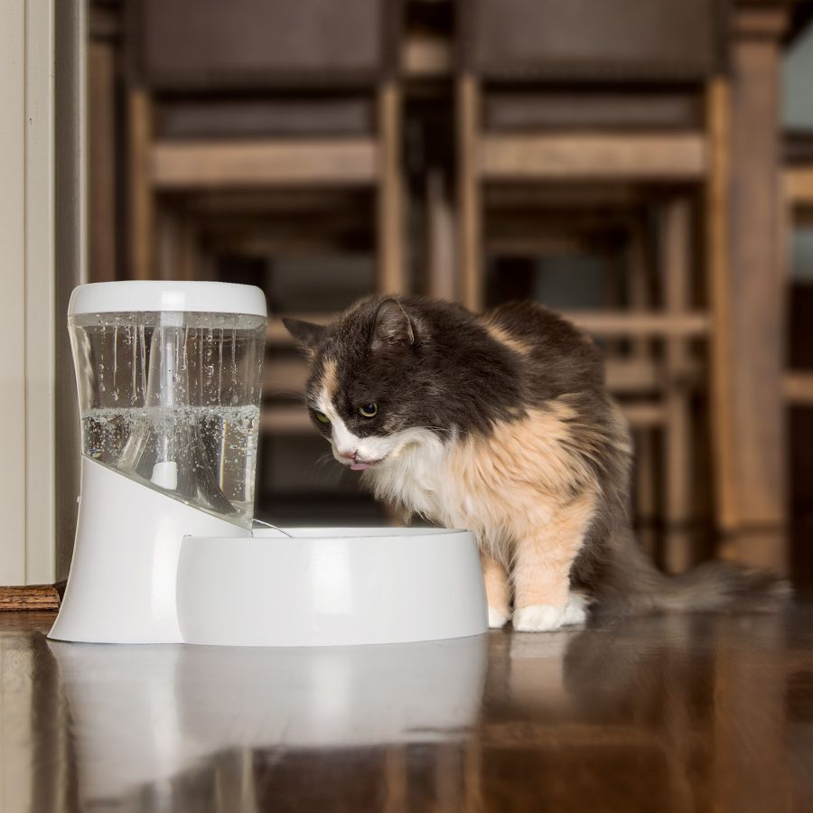 Battery water fountain for cats best sale