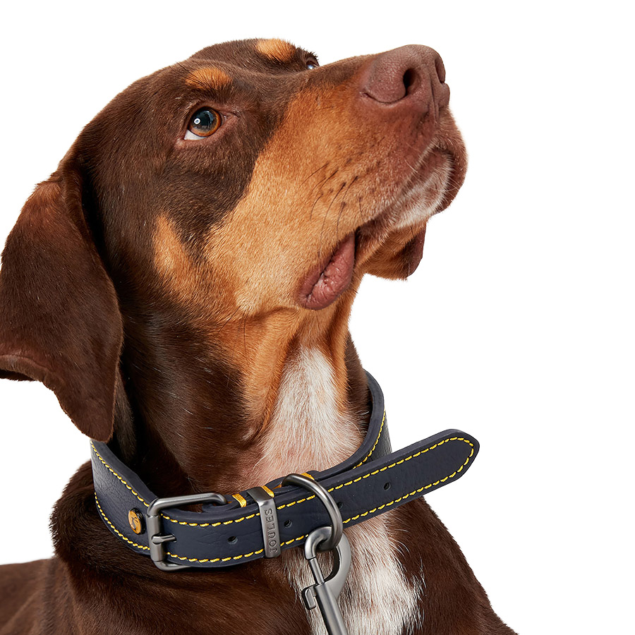 Chic dog collars best sale