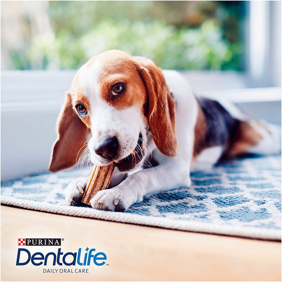 Dentalife small dog hotsell