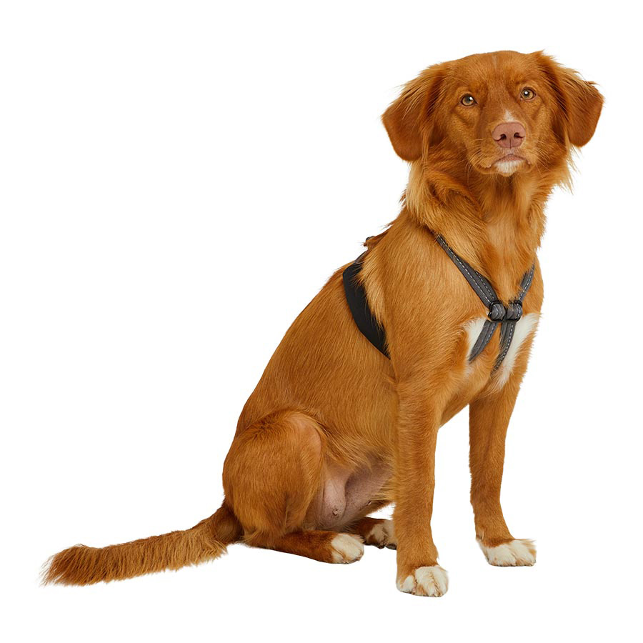 Pets at Home Stop Pull Dog Harness Grey Pets