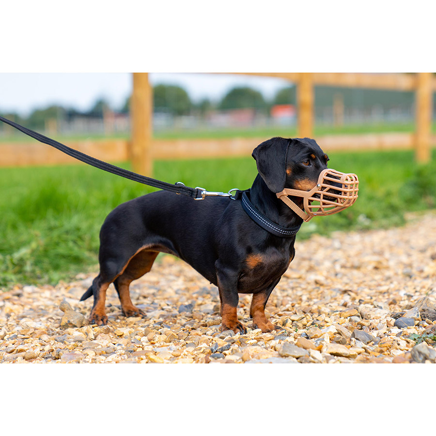 Muzzles for miniature dachshunds best sale