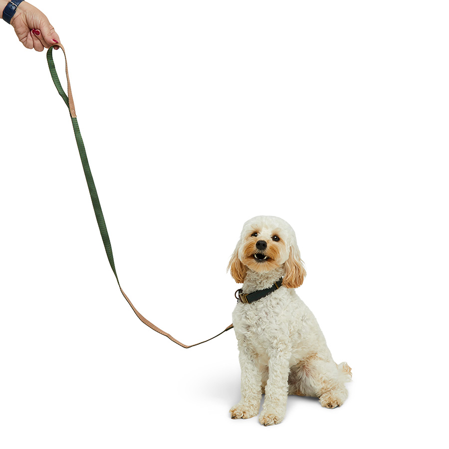 Long dog leads pets at home best sale