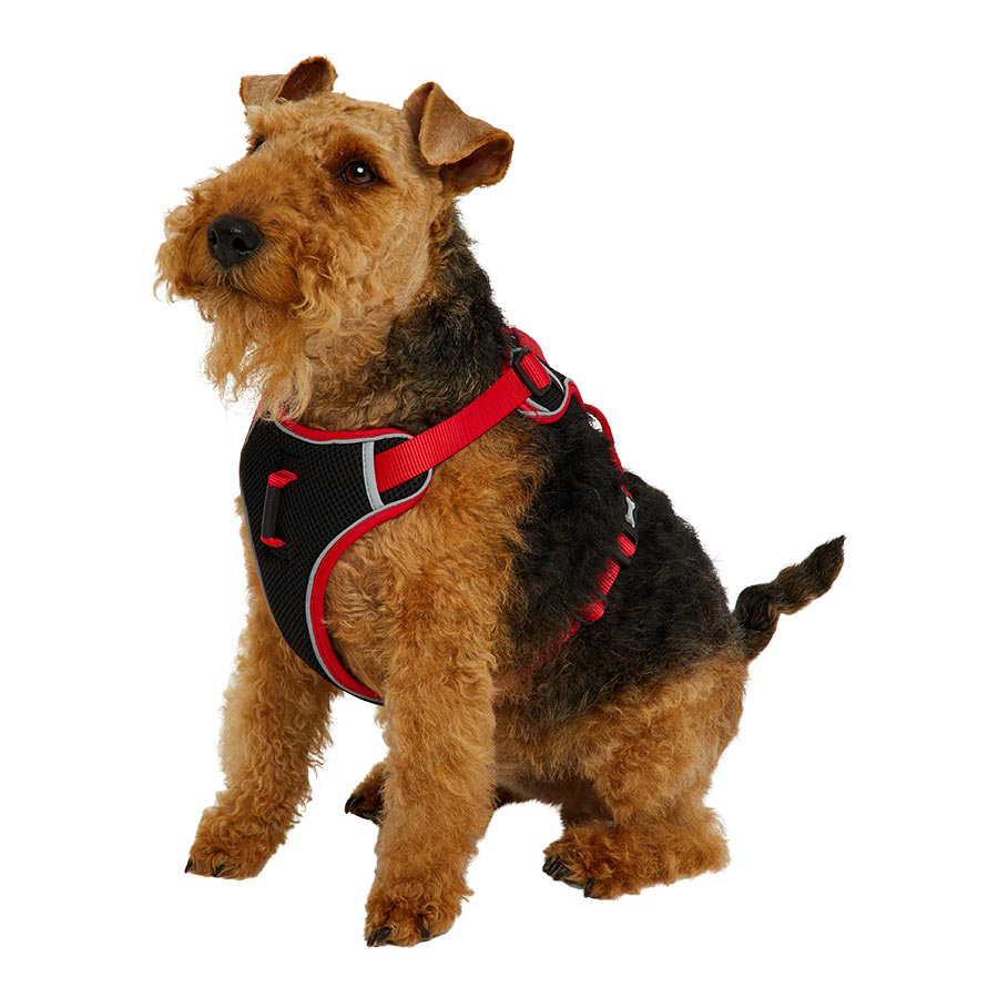 Dog shops seat belt harness pets at home