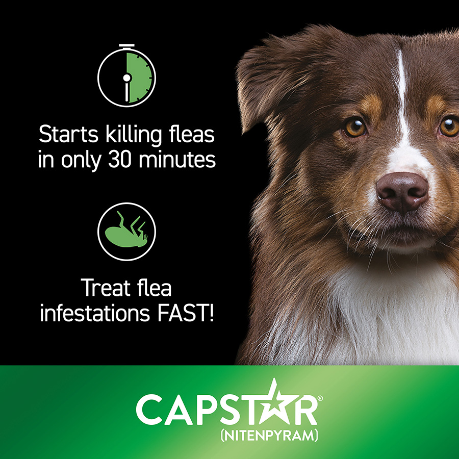 Buy capstar for dogs best sale