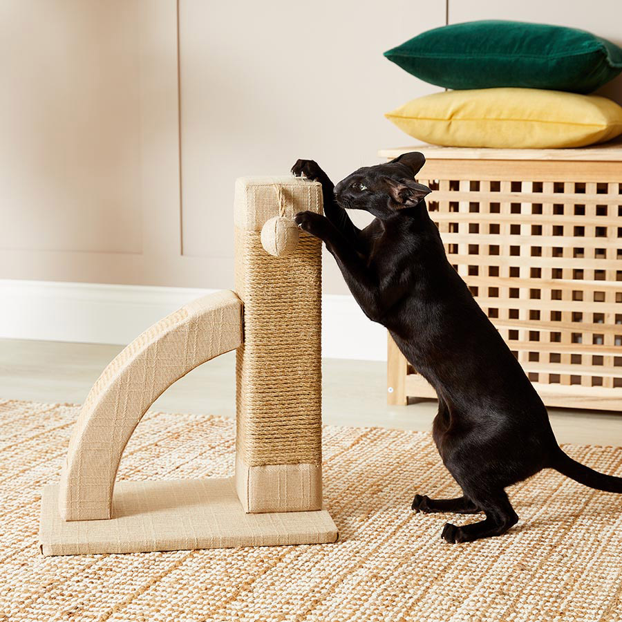 Cat loves scratching post best sale