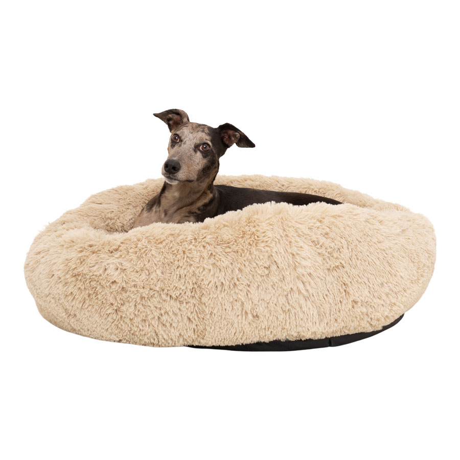 Raised dog bed pets at home best sale