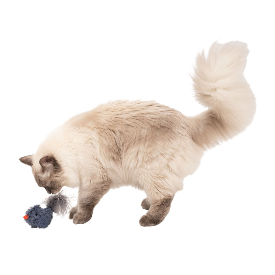 Pets at Home Catnip Squeak Bird Cat Toy