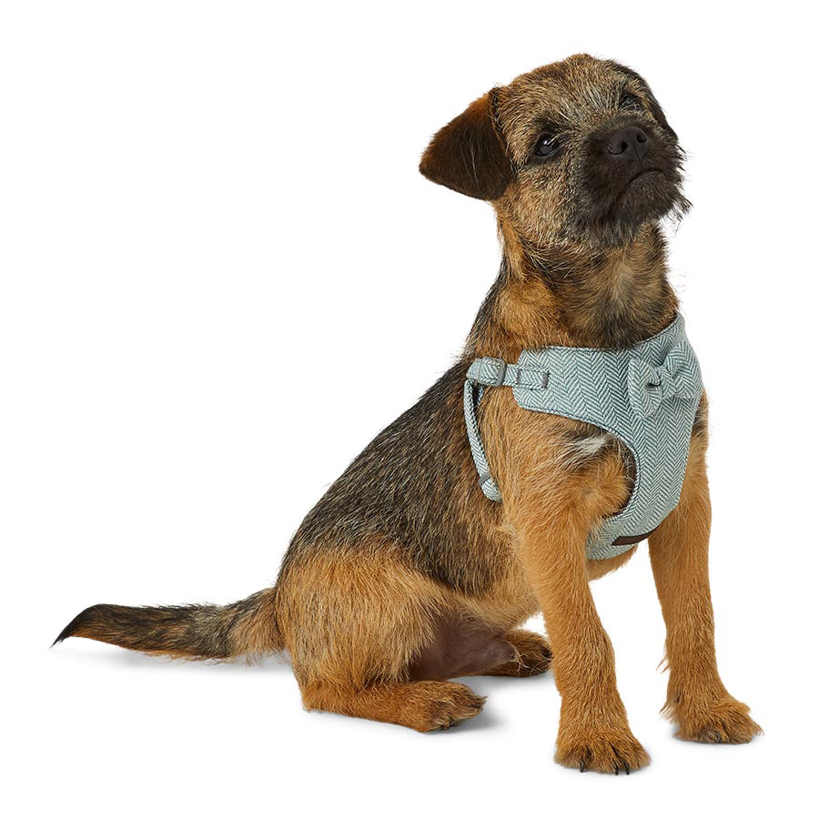 Puppy Collars Harnesses Leads Tags Pets