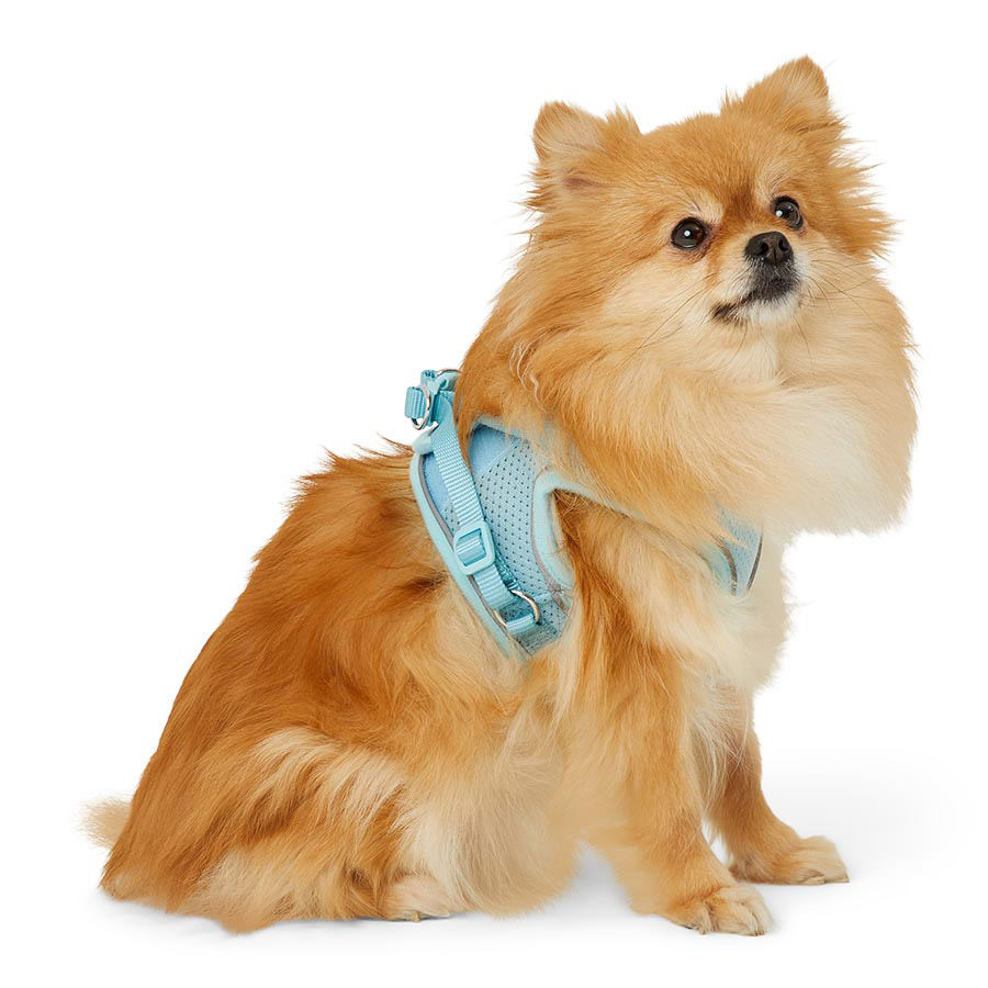 Chihuahua harness pets at home best sale