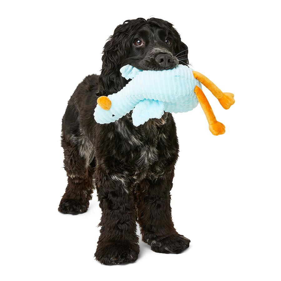 Cheap toy dogs for sale best sale