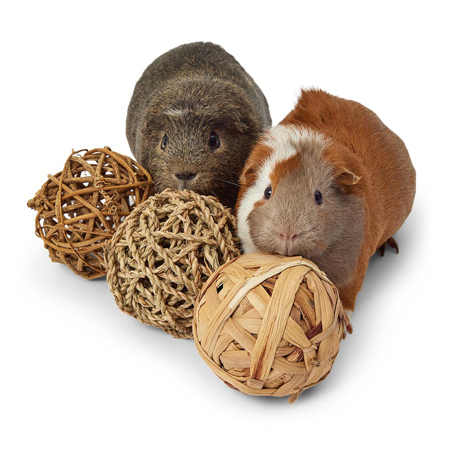 Pets at Home Small Animal Active Play Balls