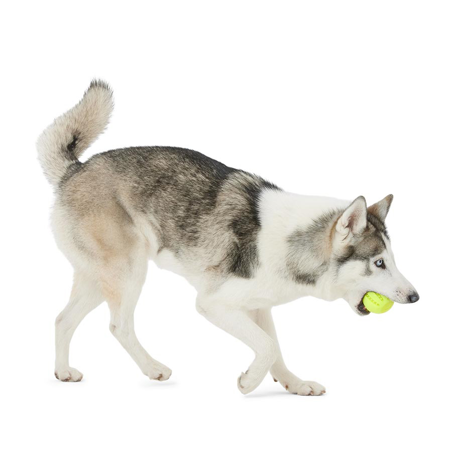 Pets at Home Rechargeable Light Up Dog Ball Pets