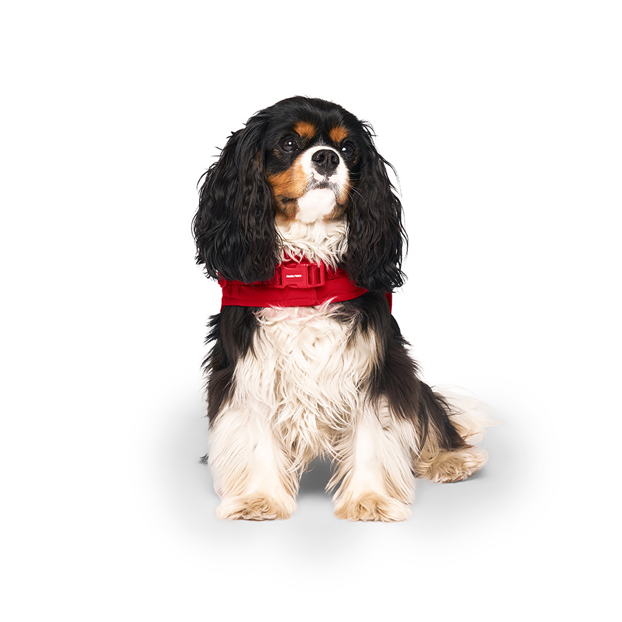 Canada Pooch Dog Puffer Jacket Harness Red