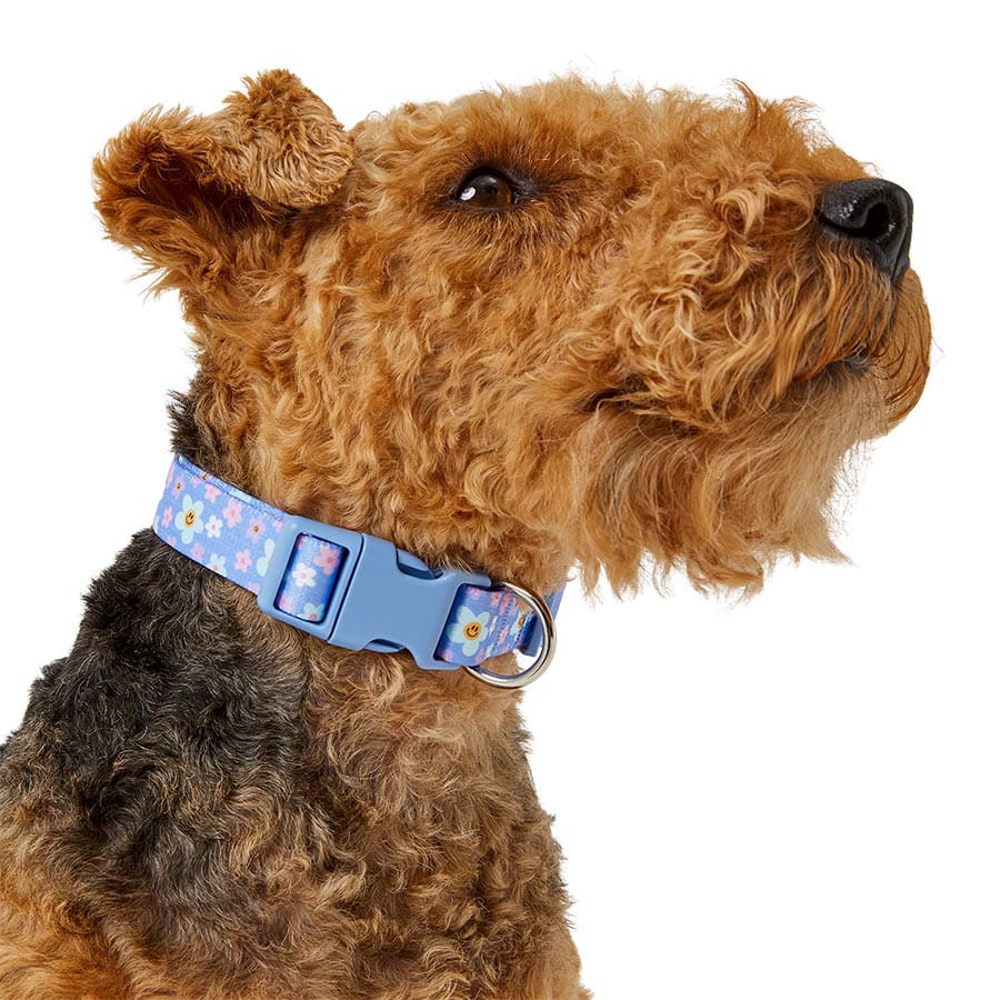 Pets At Home Smiley Flowers Dog Collar Blue Small / Medium