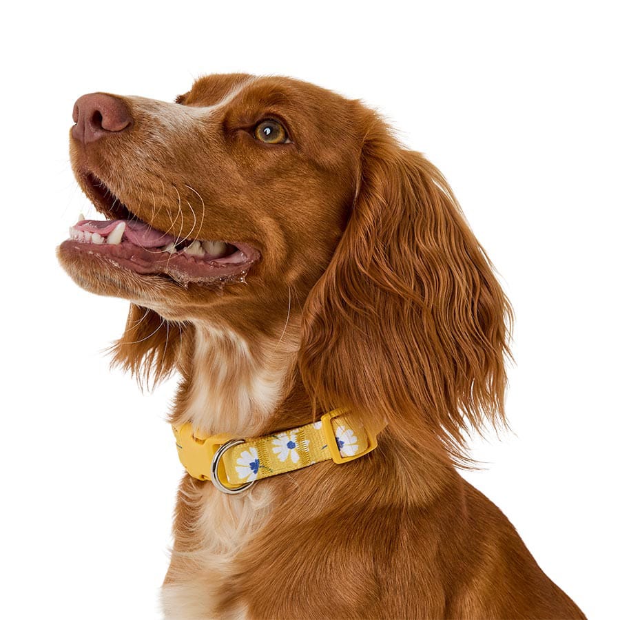 Pets At Home Daisy Print Dog Collar Yellow Small / Medium