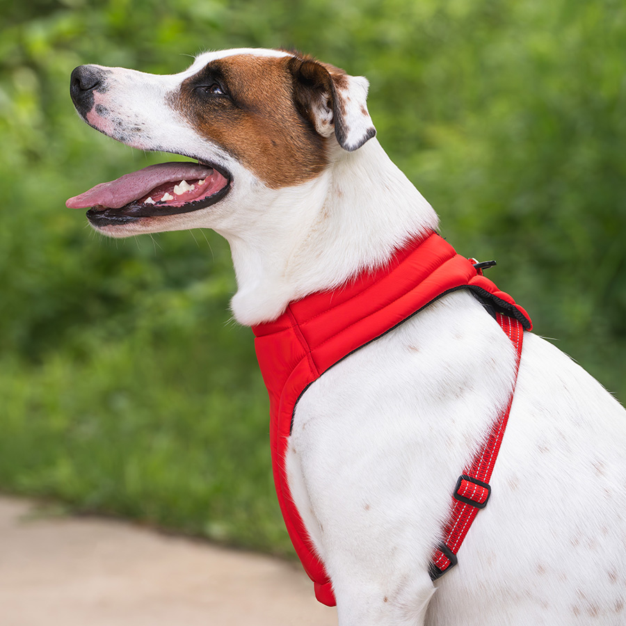 Kong Comfort Dog Harness Red Pets