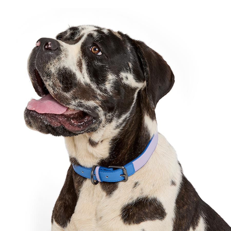 Pets At Home Duo Faux Leather Dog Collar Purple / Blue Large