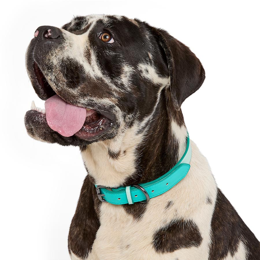 Pets At Home Duo Faux Leather Dog Collar Turquoise Large