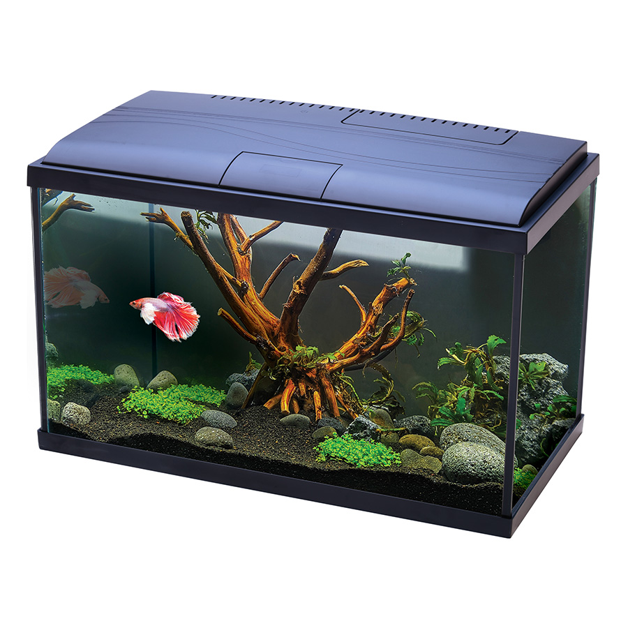 Betta fish tanks petbarn best sale