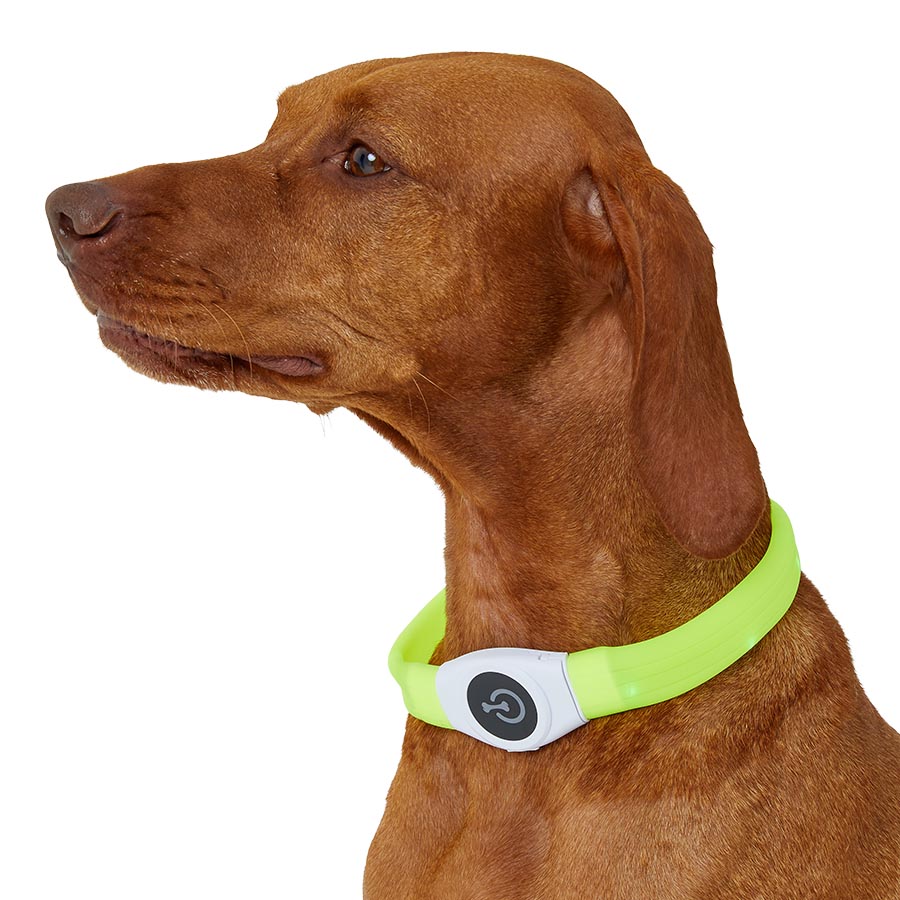 Light up dog lead best sale