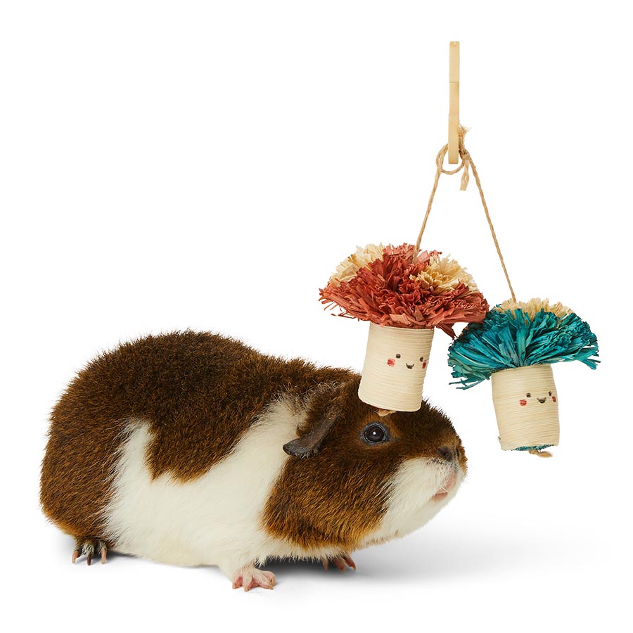 Guinea Pig Chews Toys Playthings Pets