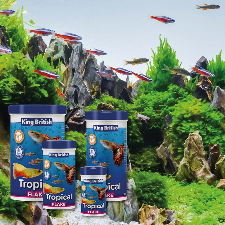 King british tropical fish food hotsell