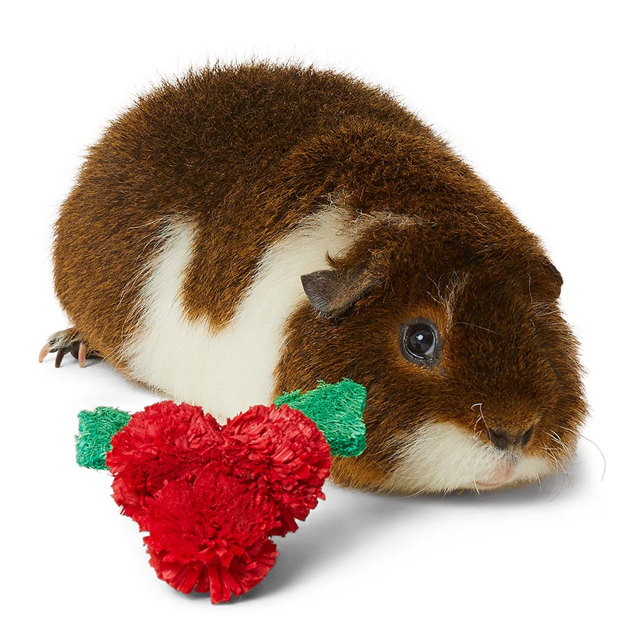 Guinea pig christmas toys hotsell