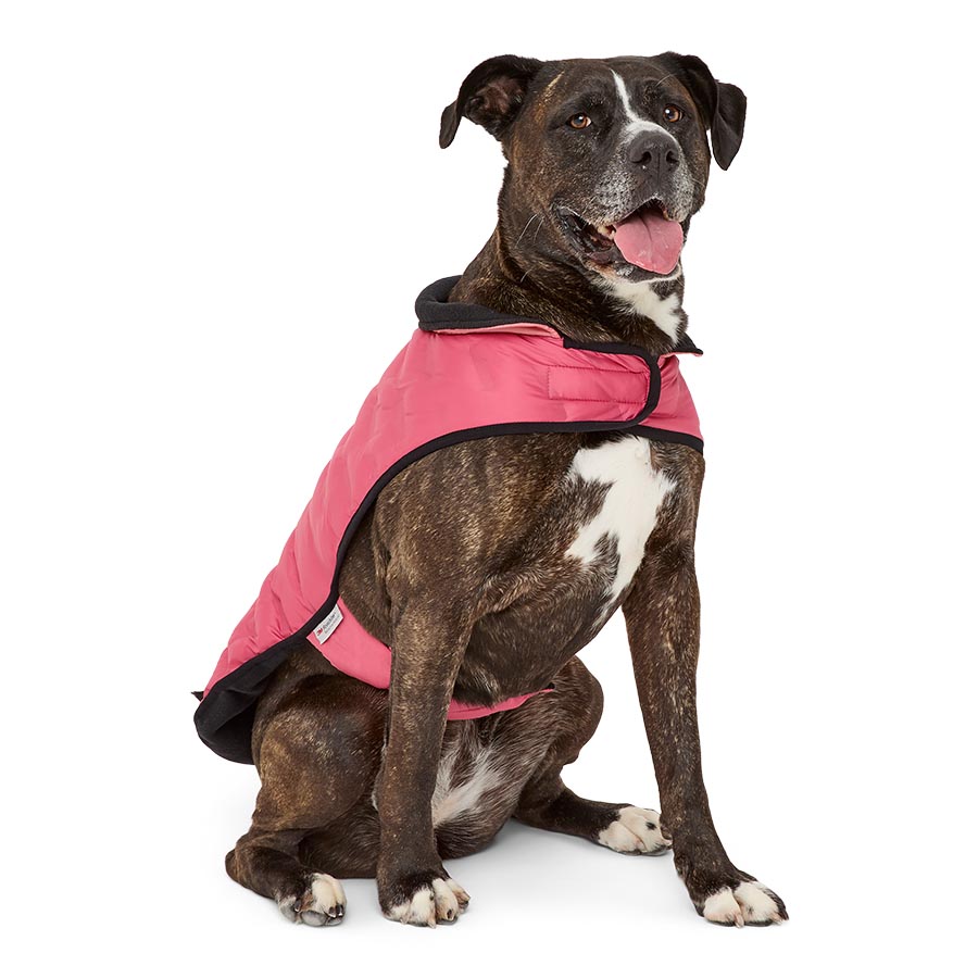 3 fashion peaks aspire dog jacket