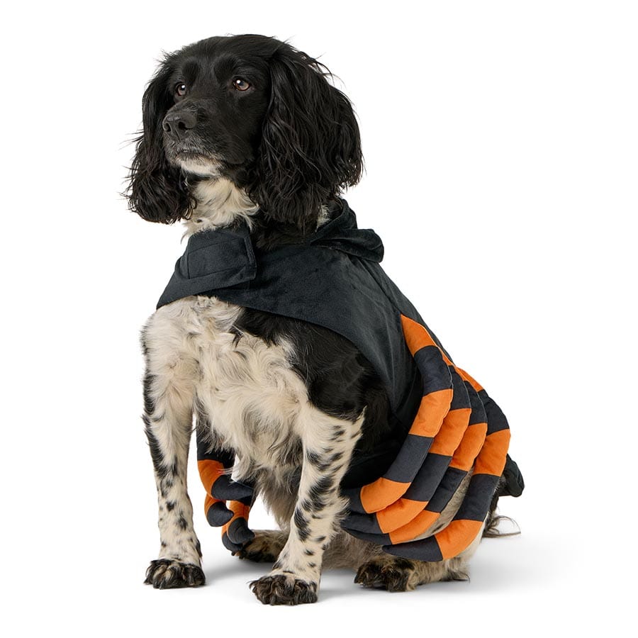 Pets At Home Halloween Syd The Spider Dog Costume Multi Coloured Medium