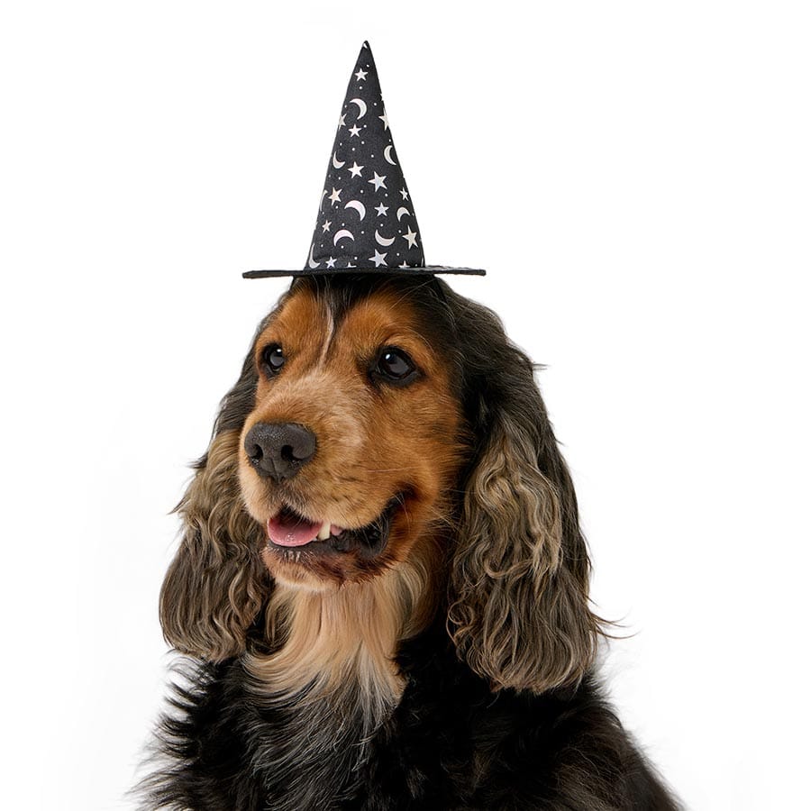 Pets At Home Halloween Night Sky Witch Dog Hat Black Medium / Large