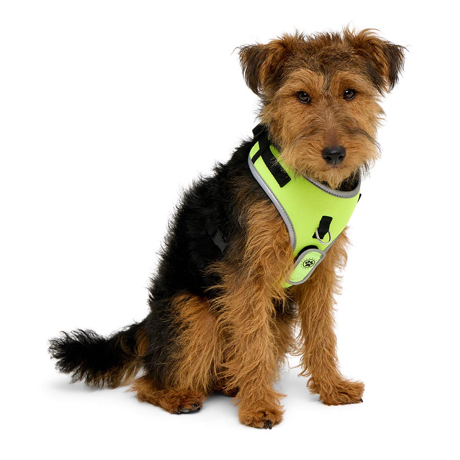 Pets At Home Light Up Harness