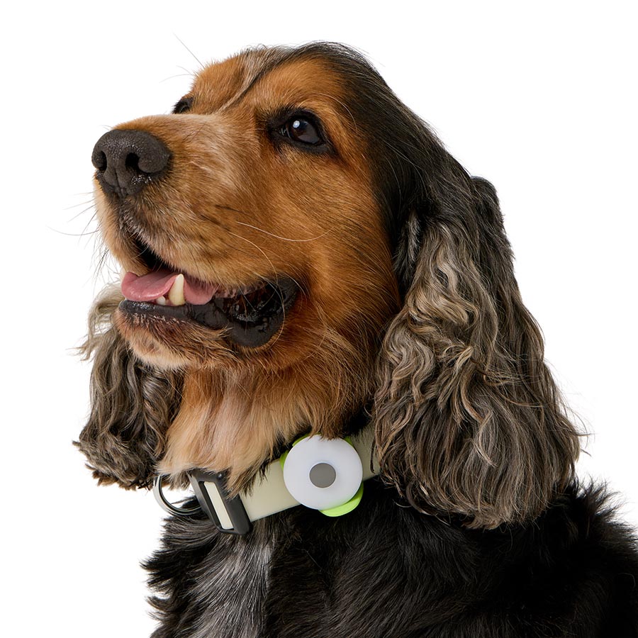 Pets At Home Light Up Collar Blinker Green