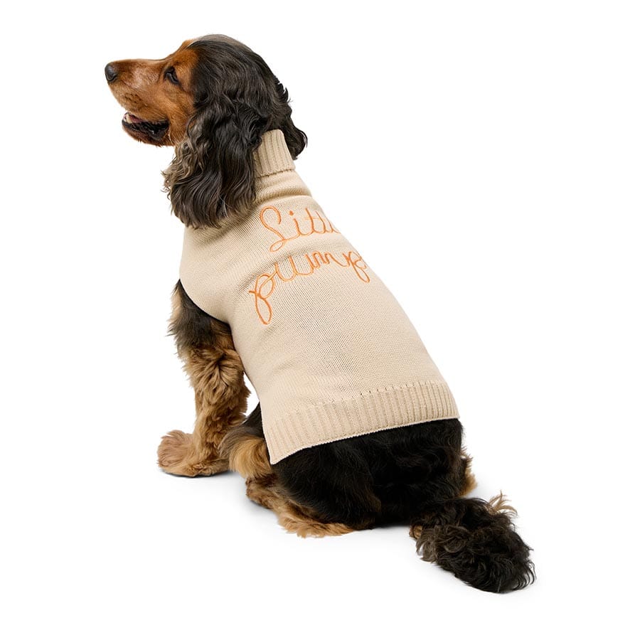 Pets At Home White Little Pumpkin Dog Sweater Cream Large