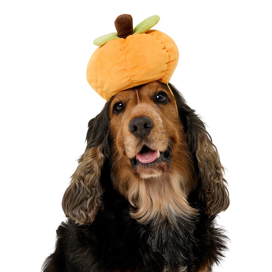 Pets at Home Pumpkin Dog Headpiece Orange