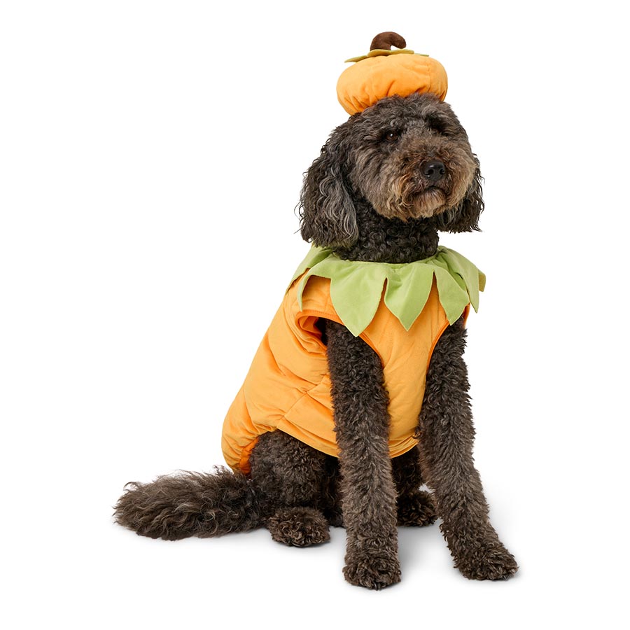 Pets at Home Pumpkin Dog Costume Orange