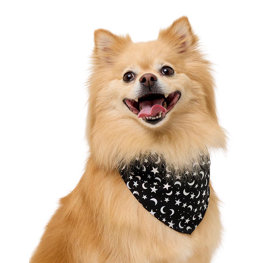 Pets at Home Starry Night Dog Bandana Black