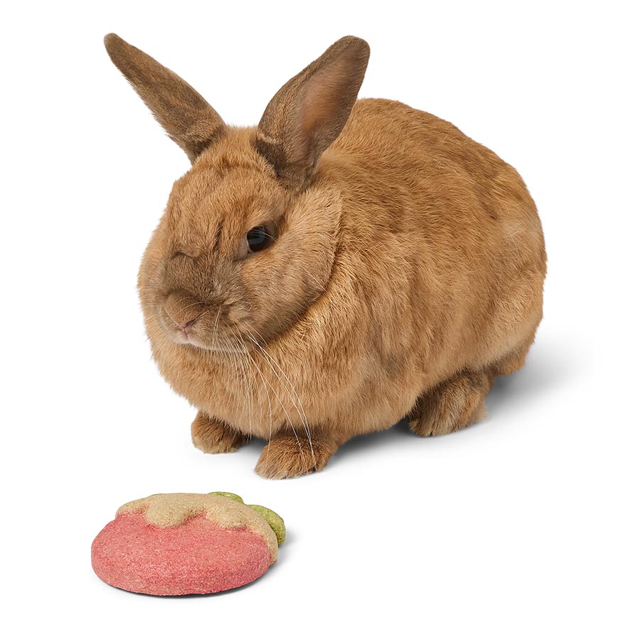 Pets at Home Christmas Pudding Small Animal Gnaw Toy