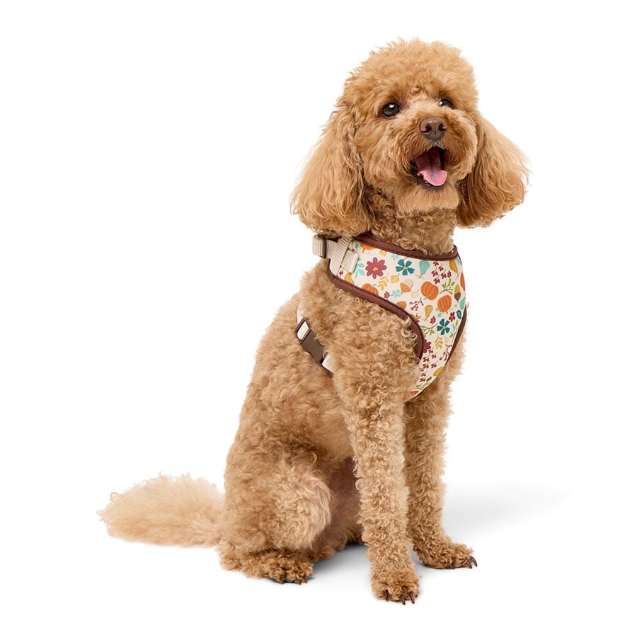 Pets At Home Pumpkin Patch Dog Harness X Small