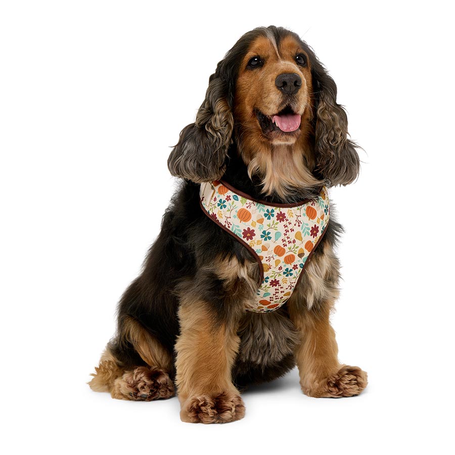 Pets at Home Pumpkin Patch Dog Harness