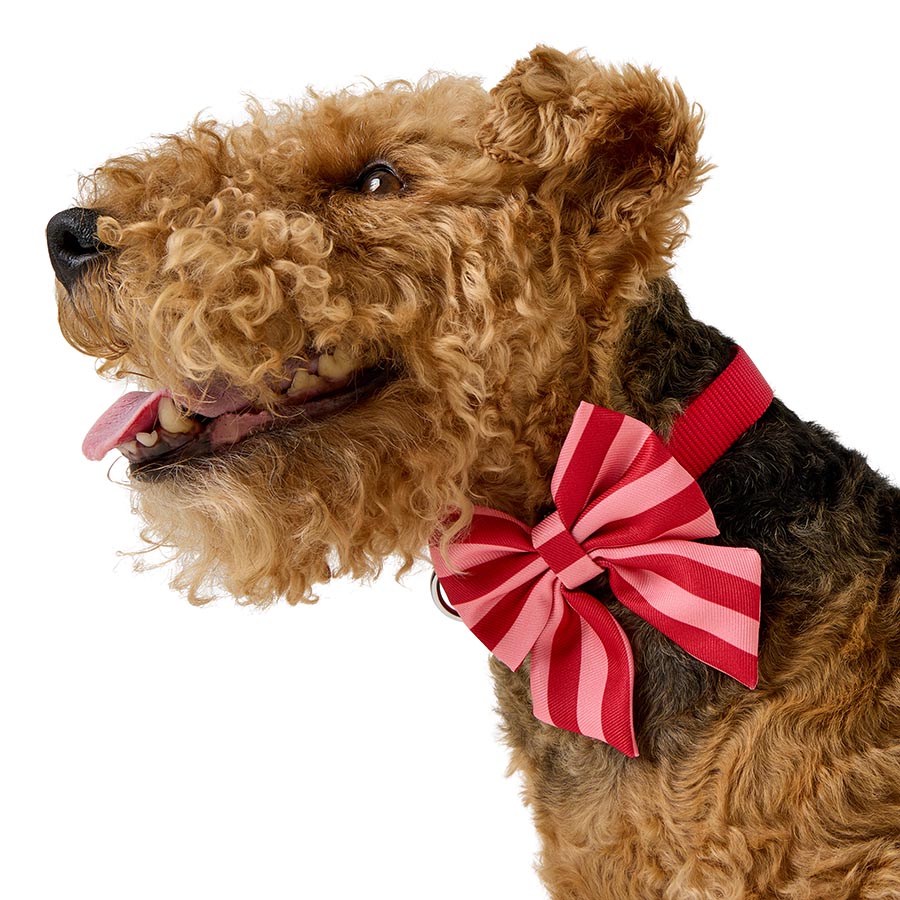 Pets at Home Christmas Bow-tifully Festive Stripey Bow Tie Red