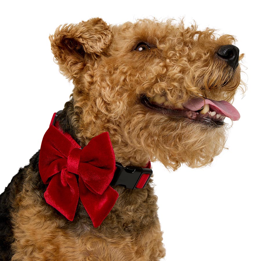 Pets at Home Christmas Velvet Bow Tie Red