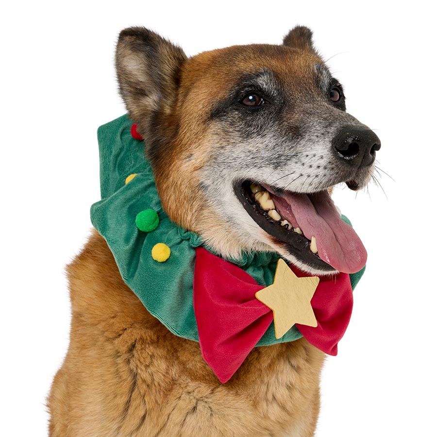 Pets at Home Christmas Dog Wreath