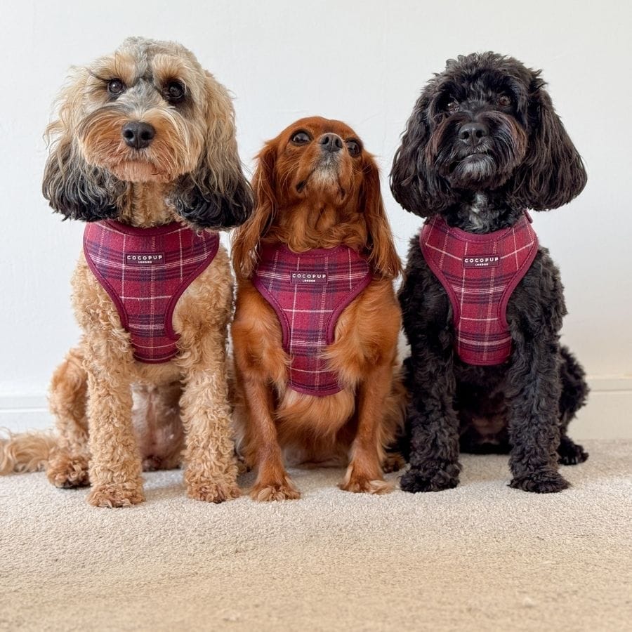Cocopup Mulberry Plaid Dog Harness
