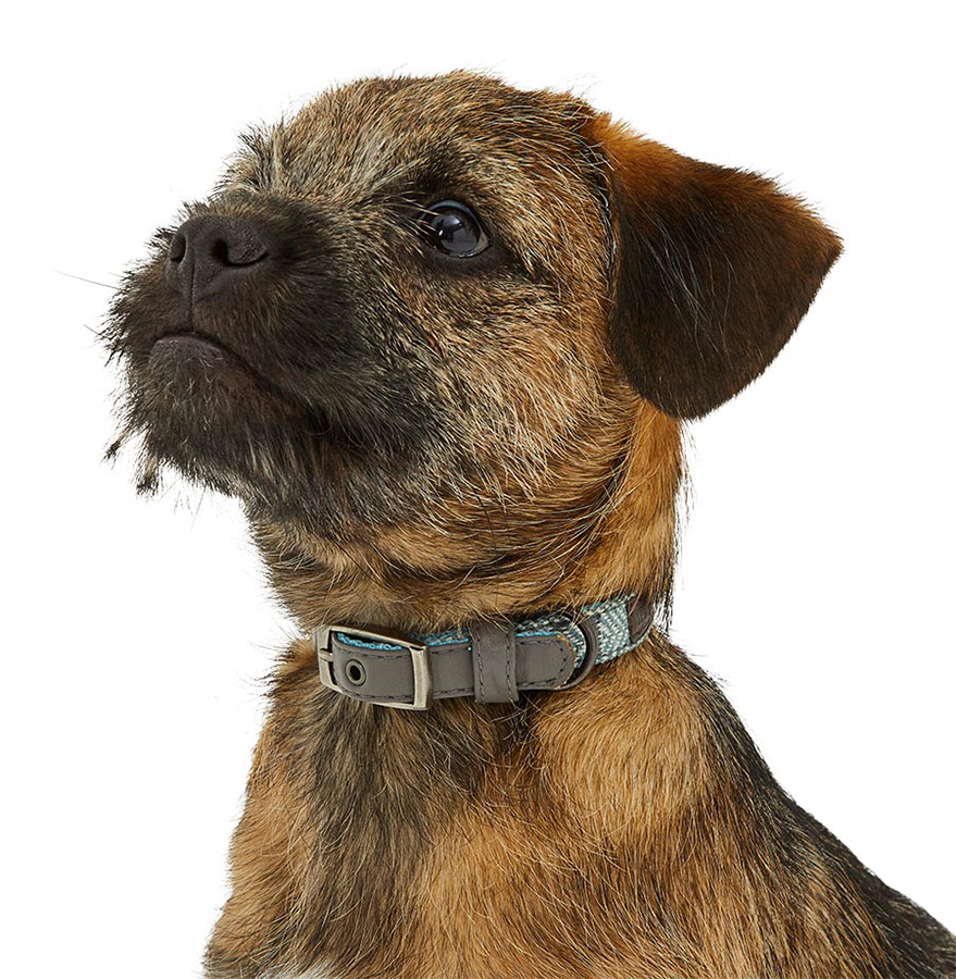 Wainwright dog collars and leads hotsell