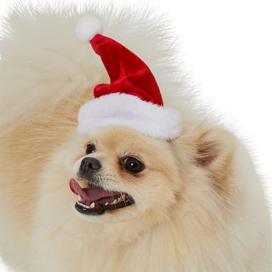 Dog christmas hat online