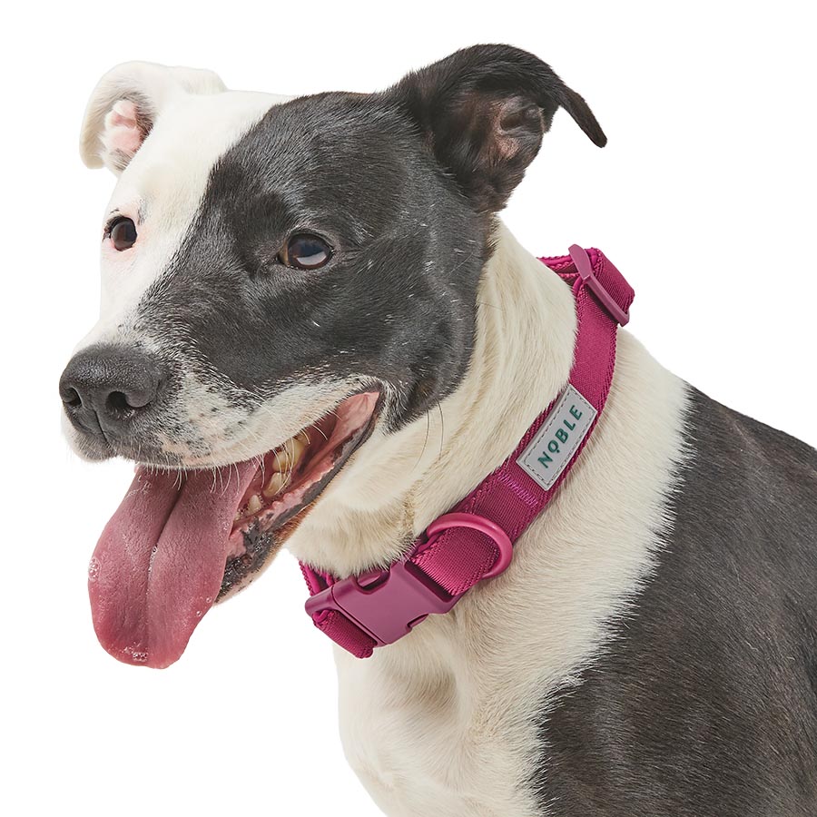 Noble Durable Padded Dog Collar Plum