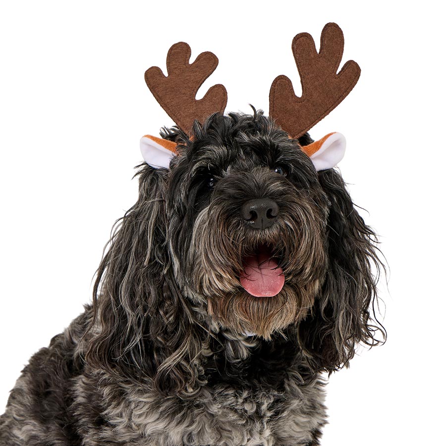 Pets at Home Christmas Antler Dog Headpiece